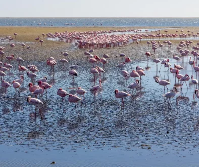 flamingos-5853242_1920