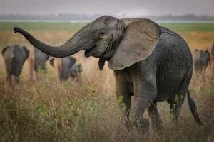 Gorongosa-national-parl-tuskless-elephant-poaching-credit-Facebook-Gorongosa-national-park-Mozambique-1024x683