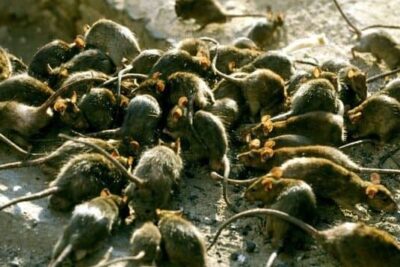 A-swarm-of-rats.-The-Daily-Mirror-e1695696318155