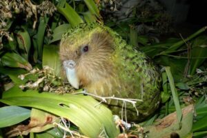 new_zealands_quest_to_save_its_rotund_flightless_parrots_1050x700-600x400-1