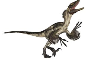 Deinonychus dinosaur roaring, isolated on white background.