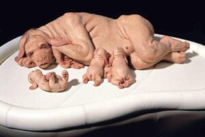 patricia-piccinini-the-young-family