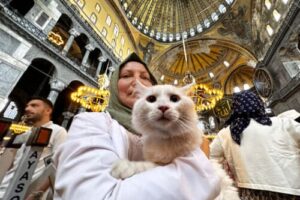 03_Holding-cat-inside-a-mosque-500x375-1