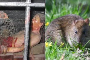 Rat-torture-method-is-one-of-most-barbaric-used-in-history