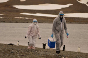 Scientists investigate thousands of dead Antarctic penguins for bird flu