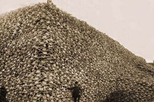 Bison-skulls-pile-to-be-used-for-fertilizer-1870-small