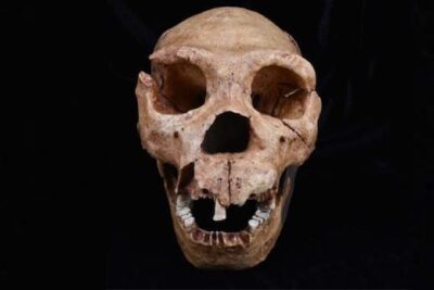 Homo-Heidelbergensis-Skull