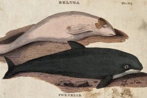 Above, a beluga whale; below, a porpoise. Coloured etching.

More:

 Original public domain image from <a href="https://wellcomecollection.org/works/smmpawpd/images?id=ukwzwevz" target="_blank" rel="noopener noreferrer nofollow">Wellcome Collection</a>
