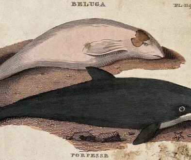 Above, a beluga whale; below, a porpoise. Coloured etching.

More:

 Original public domain image from <a href="https://wellcomecollection.org/works/smmpawpd/images?id=ukwzwevz" target="_blank" rel="noopener noreferrer nofollow">Wellcome Collection</a>