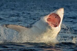 Great White Shark (Carcharodon carcharias) breaching in an attack