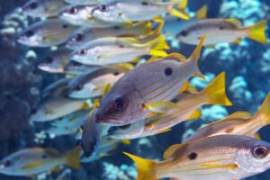 Wisdom of Crowds Helps Fish Fight False Alarms