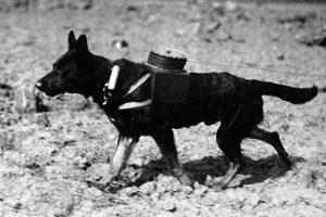 Animals_in_World_War_One_small