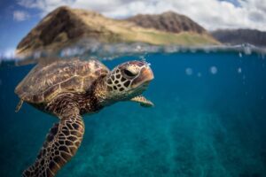 A green sea turtle