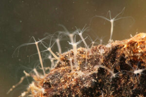 Brown hydra (Hydra oligactis) polyps attached to the stone, Europe, September, controlled conditions