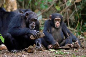 ‘They no longer fear humans’: how Bossou’s chimps became killers