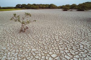 Mangrove in parched land. French Guiana