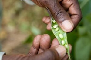 Constantine Kusebahasa with damaged beans, Rwenzori Mountains, U