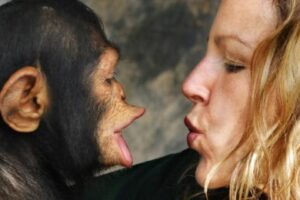 YoungChimpFacingHumanWomenBothWithPuckeredLips-642x260-1