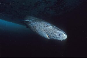 Greenland_shark_profile