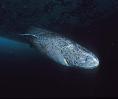 Greenland_shark_profile