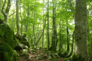 Forest-landscape-Pyrenees-mountains-France-Credit-Paula-Tsoni-1536x1094.jpg