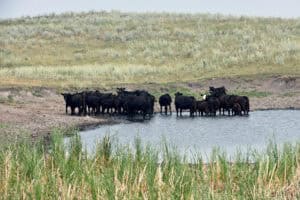 Return of US drought delays cattle-herd rebuilding, hurting Tyson Foods