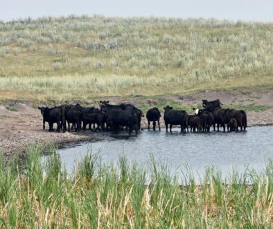 Return of US drought delays cattle-herd rebuilding, hurting Tyson Foods