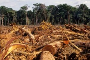 deforestation-768x432-1