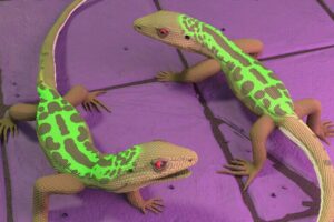 goldfarb_lizards_frame_1