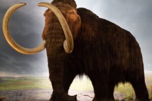 woolly_mammoth_human_apex