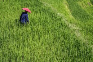 01-person-in-rice-field-with-red-umbrella-hat-1280x853-1