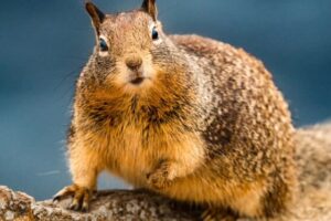 california_ground_squirrel