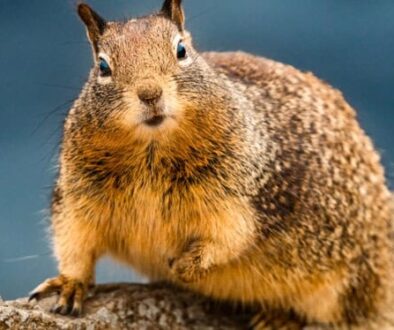 california_ground_squirrel