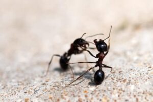 Ants-fighting-1200x800