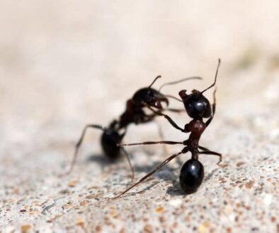 Ants-fighting-1200x800