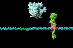 KorB-KorA-Mechanism-777x480-1