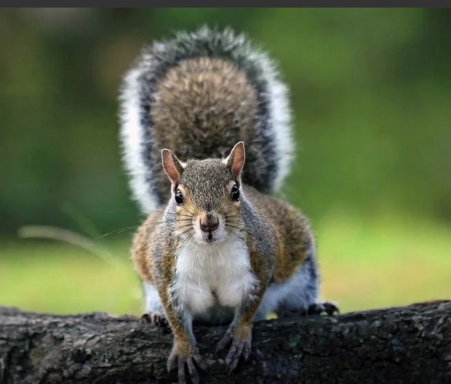How Long Do Squirrels Live? — Plus More About Squirrels |