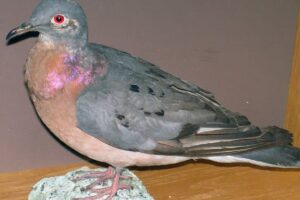 1024px-Ectopistes_migratorius_passenger_pigeon_3