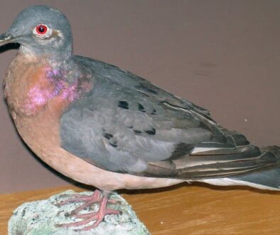 1024px-Ectopistes_migratorius_passenger_pigeon_3