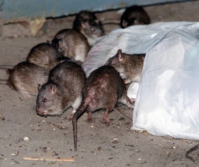 NYC Sticky Trap Rat Contraception