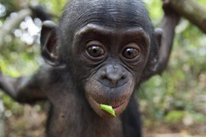 BabyBonobo