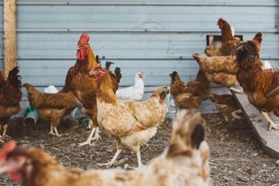 https3A2F2Fsubstack-post-media.s3.amazonaws.com2Fpublic2Fimages2Fd4f6ff9f-bac2-4d90-8d77-0f2348d902f0_5318x3545