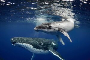 Whale Songs Follow Basic Human Language Rules | Scientific American