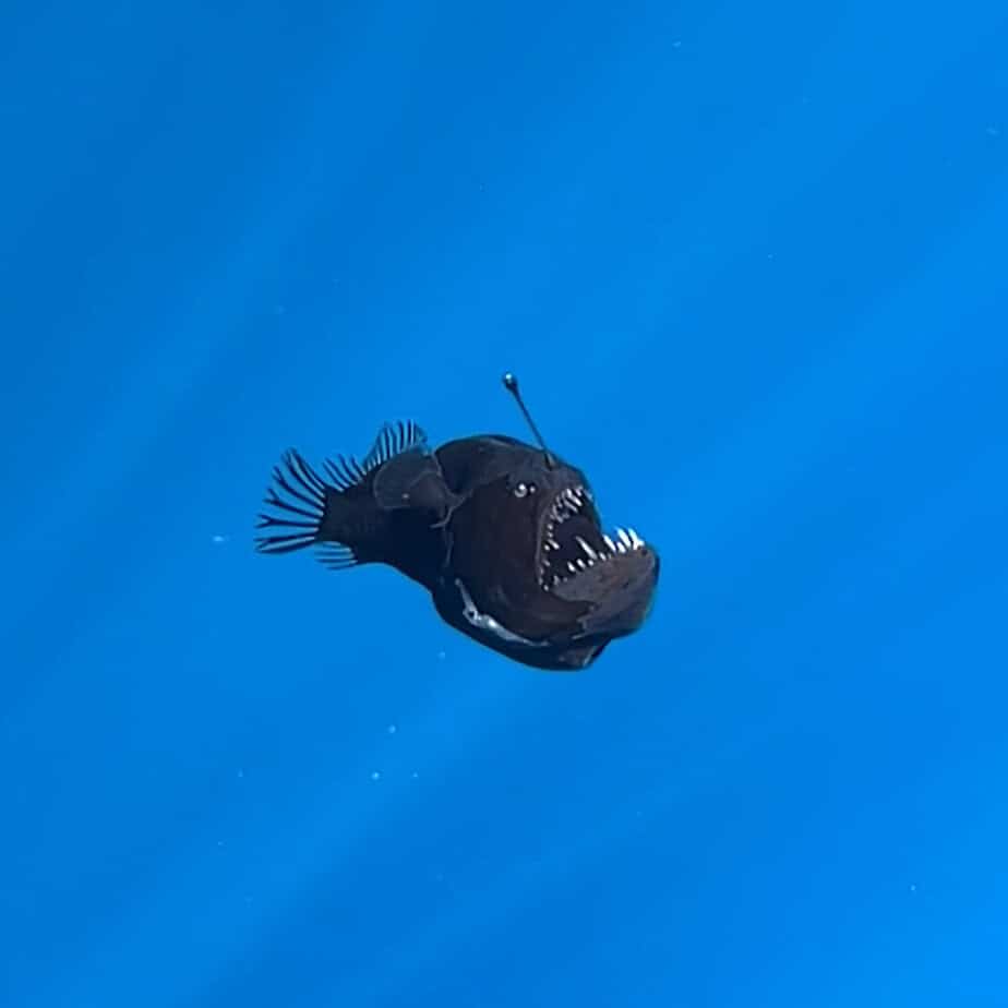 news in  a nutshell