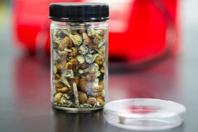 A Jar Of Dried Psilocybe Mushrooms
