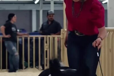 SHOW-PIGS-VIDEOS-46290-cover-superJumbo