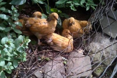 https3A2F2Fsubstack-post-media.s3.amazonaws.com2Fpublic2Fimages2F5f4a083d-d972-4aed-aaa9-501451cc84e8_1184x904