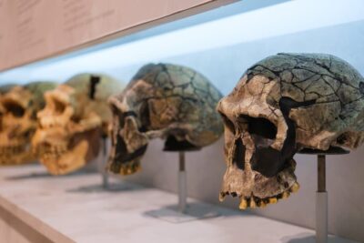 Skulls,Of,Different,Types,Of,Hominids,,Displayed,In,A,Museum.