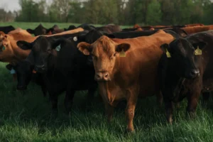 12kristof-vgbj-superJumbo