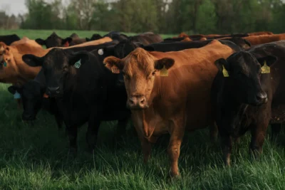 12kristof-vgbj-superJumbo